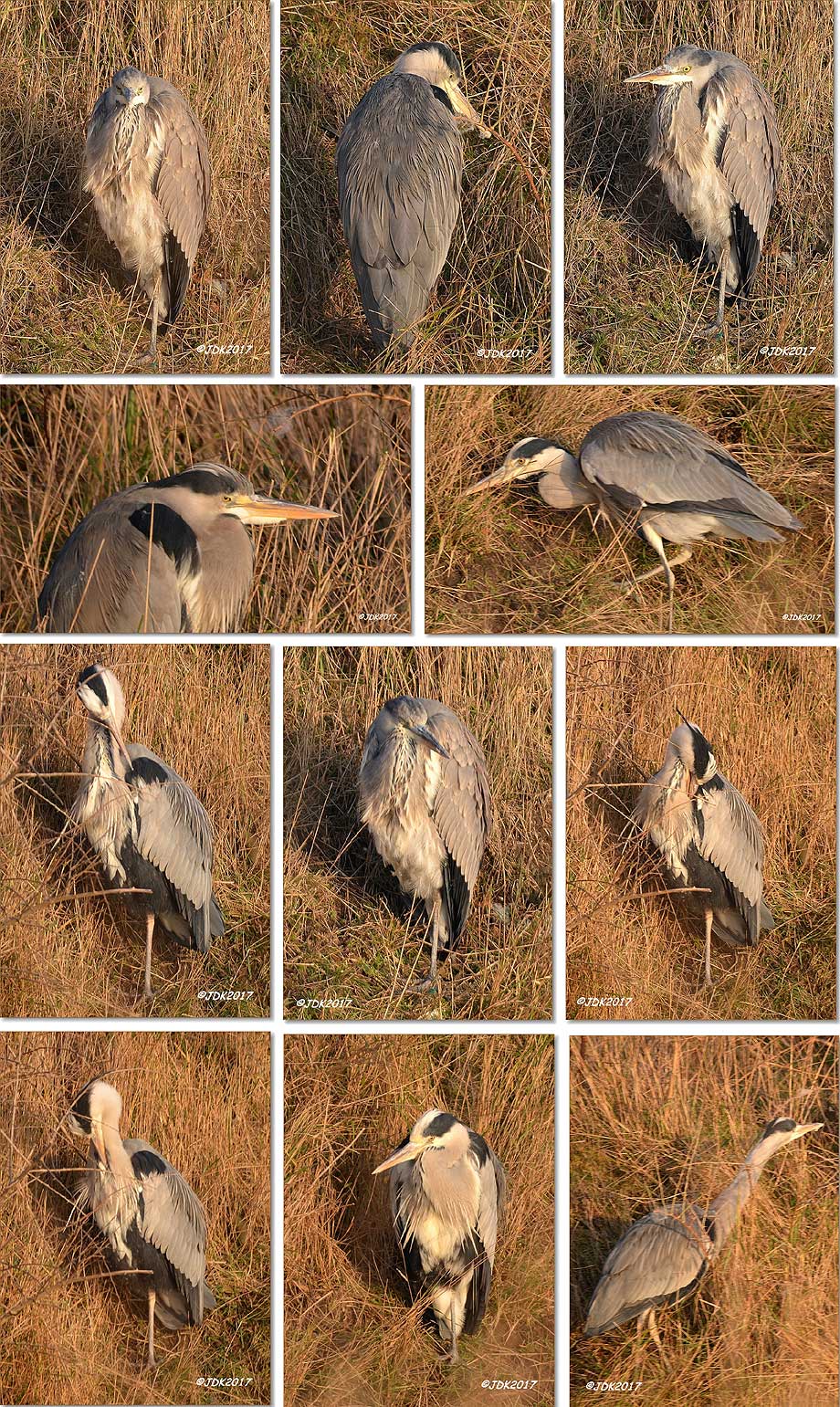 collage fotos blauwe reiger